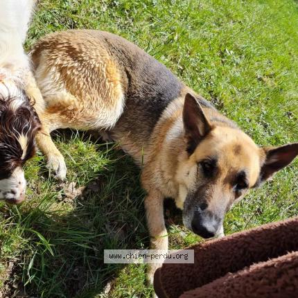 Photo 1/1 Chien retrouvé Perdu à Issendolus