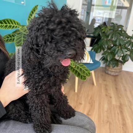 Photo de chien trouvé à Castries