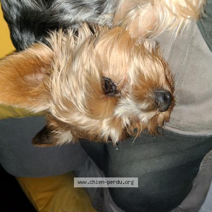 Photo 1/1 Chien retrouvé Perdu à Marange silvange