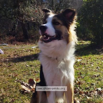 Photo de chien perdu à Soustons