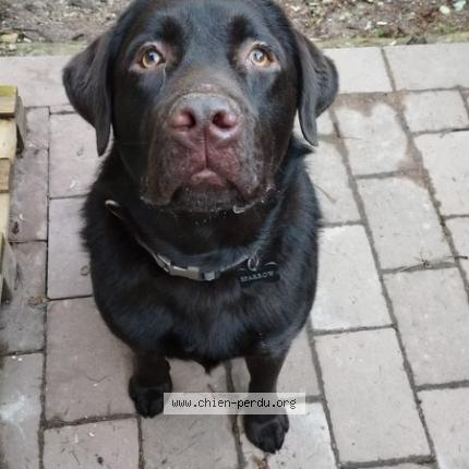 Photo de chien perdu à Obernai