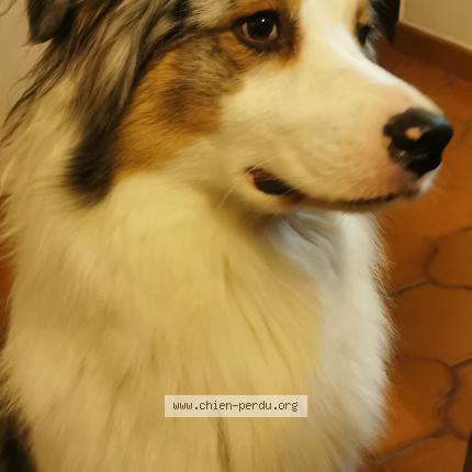 Photo 1/1 Chien retrouvé Perdu à Volmerange les mines