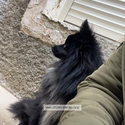 Photo 1/1 Chien retrouvé Perdu à La Bastide De Bousignac