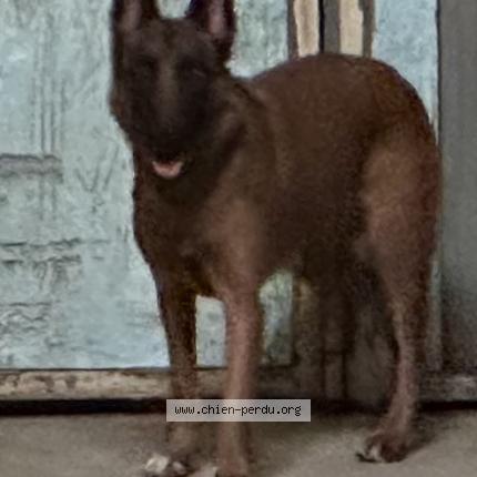 Photo 1/1 Chien retrouvé Trouvé à Noisy le sec