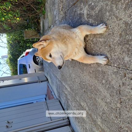 Photo 1/1 Chien retrouvé Trouvé à Paradou