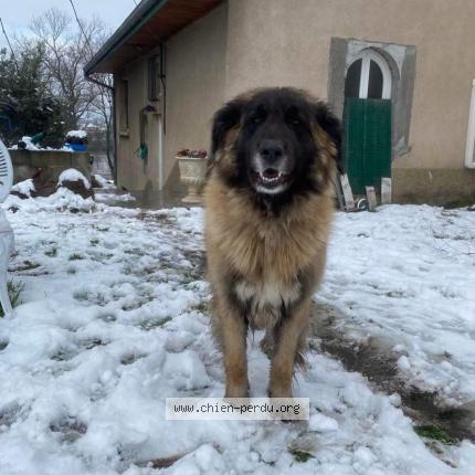Photo 1/1 Chien retrouvé Perdu à Ternay 69360