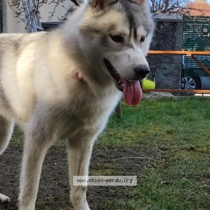 Photo 1/1 Chien retrouvé Perdu à Pont de roide