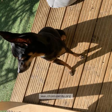 Photo 1/1 Chien retrouvé Perdu à Toulouse