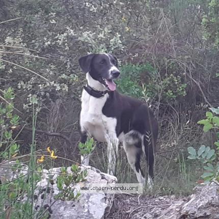 Photo 1/1 Chien retrouvé Perdu à Lodeve