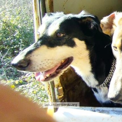 Photo 1/1 Chien retrouvé Perdu à Signes