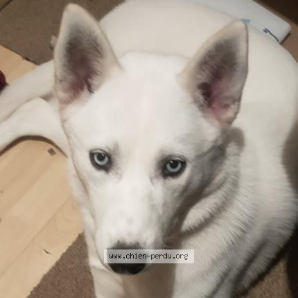 Photo 1/1 Chien retrouvé Perdu à Le lesme 27160