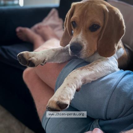 Photo 1/1 Chien retrouvé Perdu à Pleumeleuc