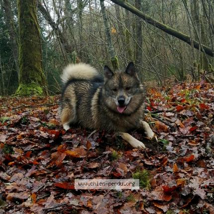 Photo 1/1 Chien retrouvé Perdu à Simacourbe