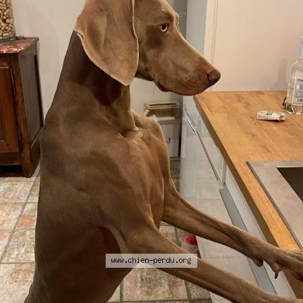 Photo 1/1 Chien retrouvé Perdu à Rouffiac tolosan