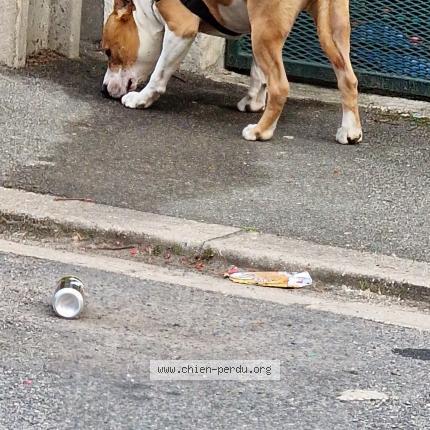 Photo 1/1 Chien retrouvé Trouvé à Villemomble