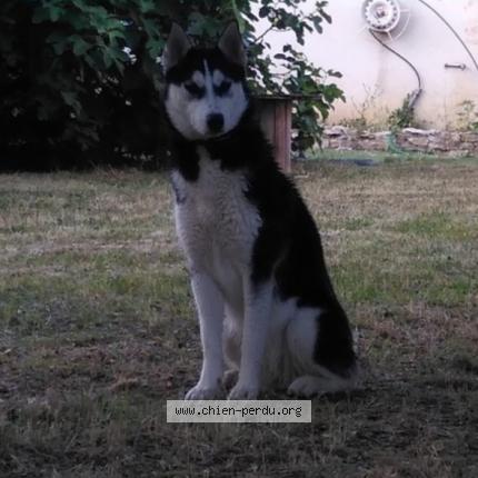 Photo de chien perdu à Flaujac Poujols