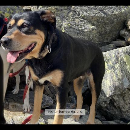 Photo de chien perdu à Peisey