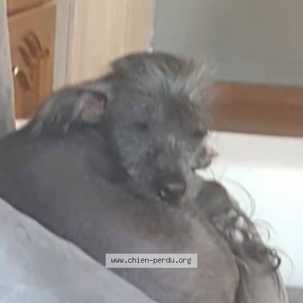 Photo de chien perdu à Lixing Les Rouhling