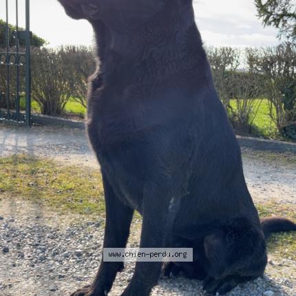 Photo de chien perdu à Saint Jean D Asse