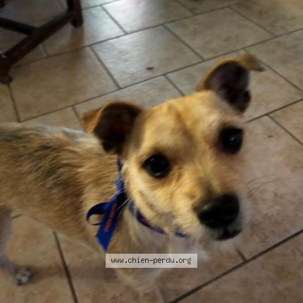 Photo 1/1 Chien retrouvé Perdu à Chindrieux