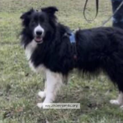 Photo 1/1 Chien retrouvé Perdu à Romagnat