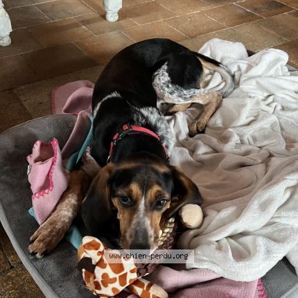 Photo 1/1 Chien retrouvé Perdu à Mazange