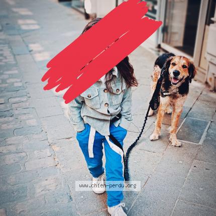 Photo 1/1 Chien retrouvé Perdu à Montauban