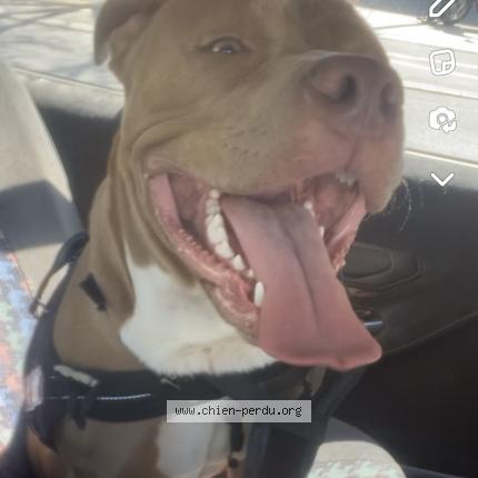 Photo 1/1 Chien retrouvé Perdu à Villiers le bel