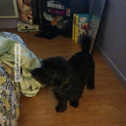 Photo 1/1 Chien retrouvé Perdu à Athee