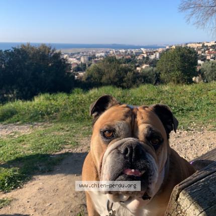 Photo 1/1 Chien retrouvé Perdu à Nice