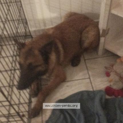 Photo 1/1 Chien retrouvé Trouvé à Sepeaux saint romain