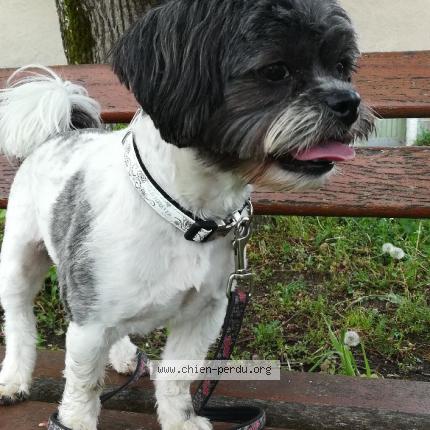 Photo 1/1 Chien retrouvé Perdu à Lavaur