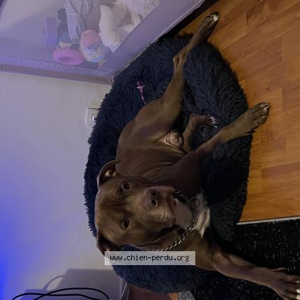Photo 1/1 Chien retrouvé Perdu à Le perray