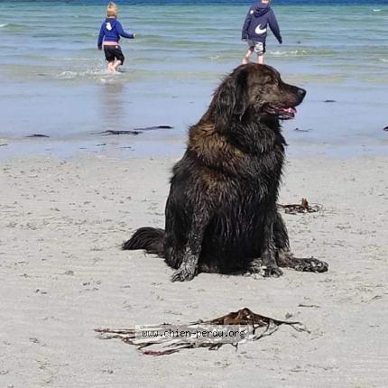 Photo 1/1 Chien retrouvé Perdu à Saint thegonnec