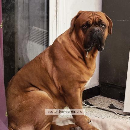 Photo de chien perdu à Cereste