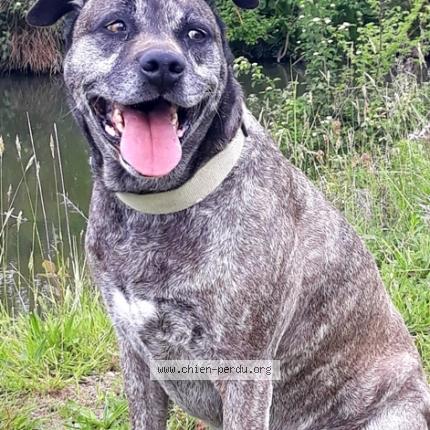 Photo de chien perdu à Montauban