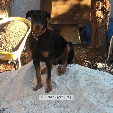 Photo de chien perdu à Septemes Les Vallons