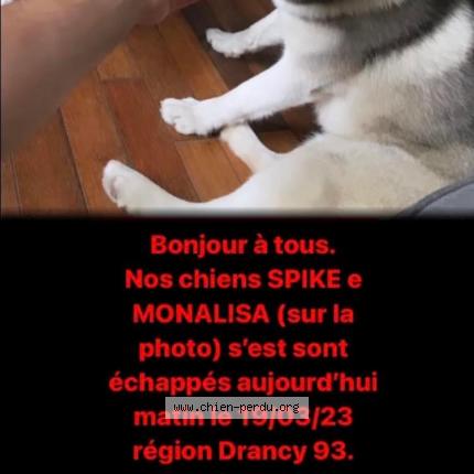 Photo 1/1 Chien retrouvé Perdu à Drancy