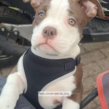 Photo de chien perdu à Mericourt