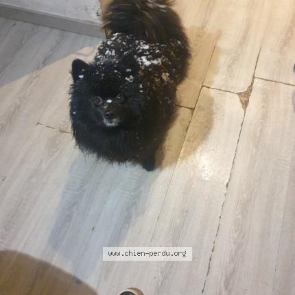 Photo 1/1 Chien retrouvé Perdu à Neuvic