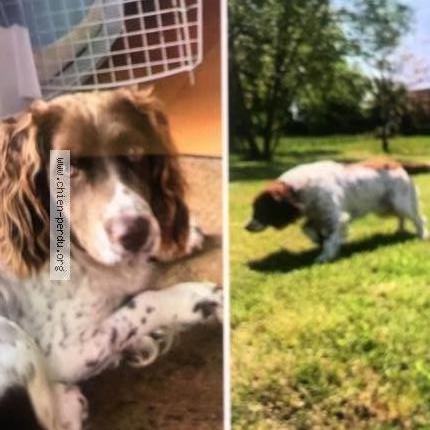 Photo 1/1 Chien retrouvé Perdu à Ormes