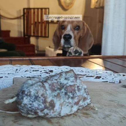 Photo 1/2 Chien retrouvé Perdu à Saint pierre la bourlhonne