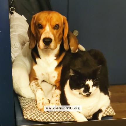 Photo 2/2 Chien retrouvé Perdu à Saint pierre la bourlhonne