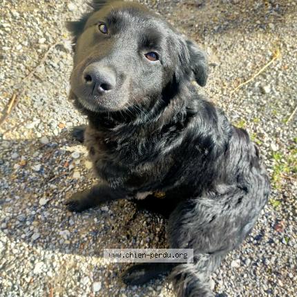 Photo 1/1 Chien retrouvé Trouvé à Leshes en diois