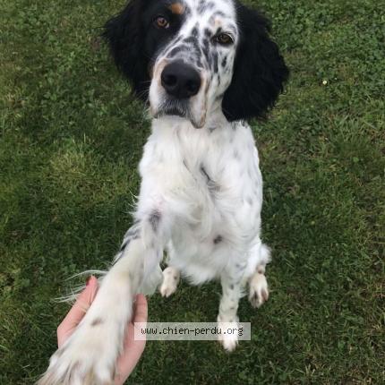 Photo 1/1 Chien retrouvé Perdu à Castelsarrasin