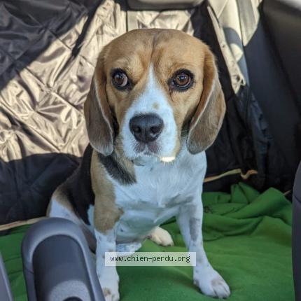 Photo de chien perdu à Roquefort