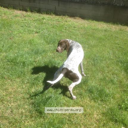 Photo 1/1 Chien retrouvé Perdu à Aubagne
