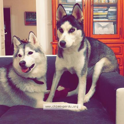 Photo de chien perdu à Saint Medard D Eyrans