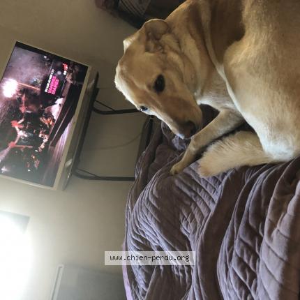 Photo de chien perdu à Merignac