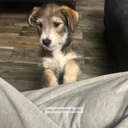 Photo 1/1 Chien retrouvé Perdu à Wallers